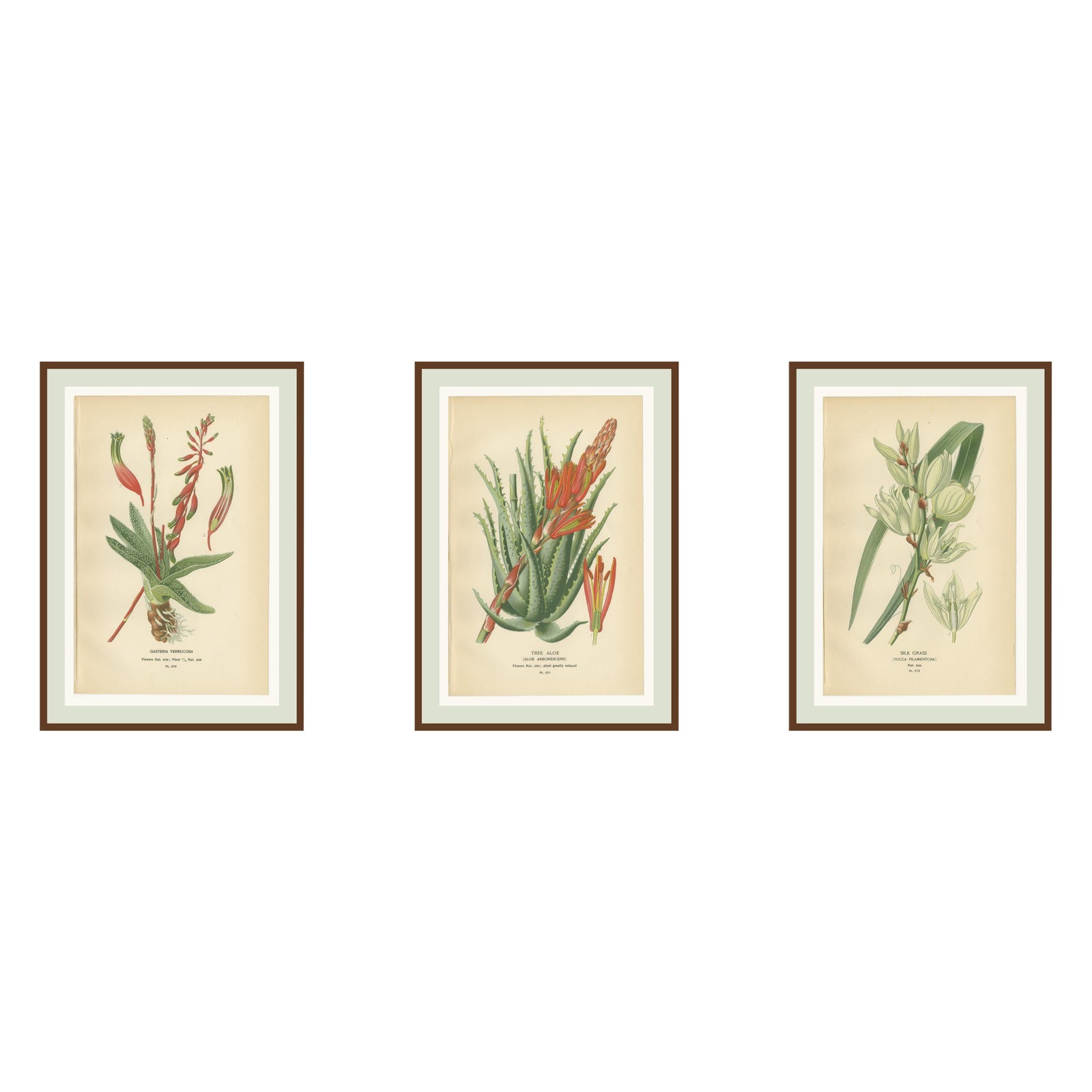Antique Botanical Lithographs, Gasteria, Aloe & Yucca, 1897