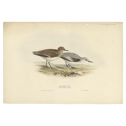 Antique Bird Print of The Sanderling by Gould, 1832, view 2