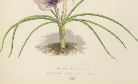 Moss Phlox and Greek Saffron Crocus hand coloured botanical print 1874, close-up 3