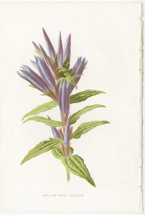 Set of Three Botany Prints Winged Broom, Gentian, Mimulus, view 3
