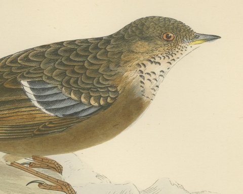 Alpine Warbler or Alpine Accentor on a Rock, Hand Colored Print, 1896, close-up 1