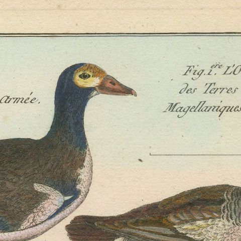 Richly Hand-Colored, Authentic Copper Engraving of 4 Geese (1792), close-up 1