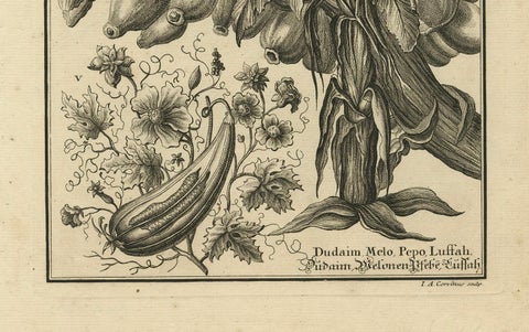 Biblical Botanical Print, Dudaim Melon Engraving by Corvinus, 1731, close-up 2