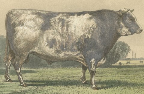 Markob, Durham Shorthorn Bull of Corbon, Antique Print, 1873, view 3