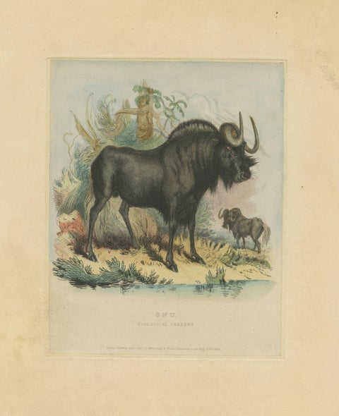 Antique Animal Print of a Gnu or Wildebeest, view 3
