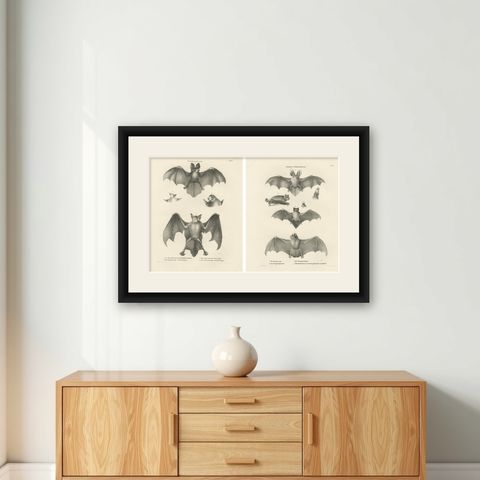 Anatomical Studies of Bats from 'The Mammals' Natural History Lithographs, 1836, shown framed on a wall