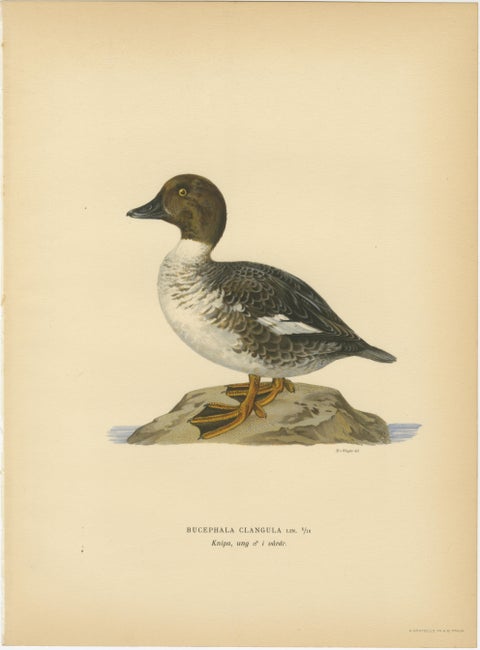 1929 Swedish Ornithology Lithographs Pair, Red-crested Pochard & Goldeneye, view 4