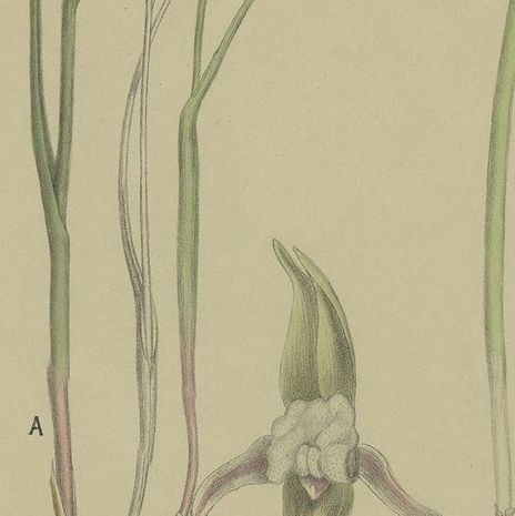 Antique Botany Print of the Short-Lip Leek Orchid & Alpine Leek Orchid, '1884', close-up 2