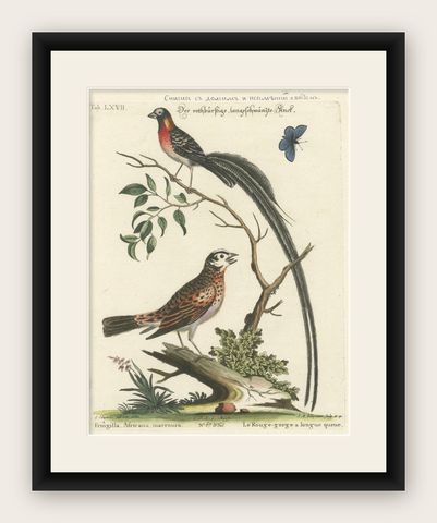 The Long-tailed African Finch and Blue Butterfly Original Old Handcoloring, 1749, shown framed