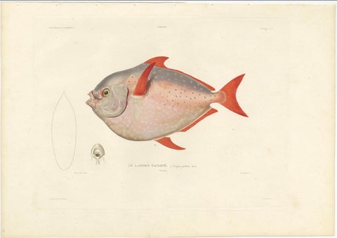 Antique Print of the Opah or Moonfish, Hand-Colored Lithograph, 1845, close-up 1