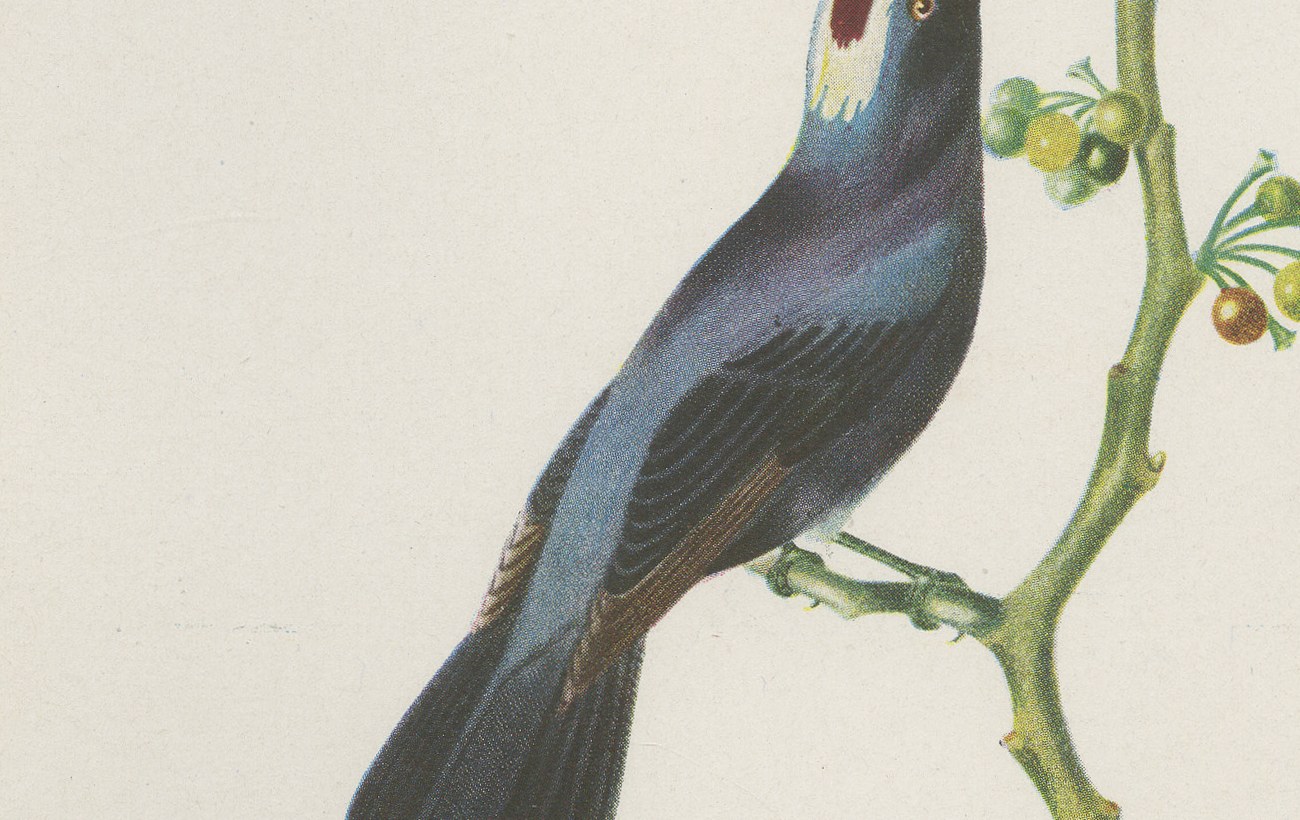 Tanagers and Honeycreepers, Brazilian Bird Print, Descourtilz, 1944, view 5