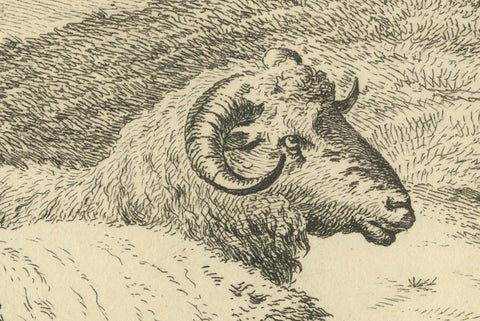 Serene Pastoral Scene with Two Resting Sheep: Etching by Anthony Oberman, 1810, close-up 2
