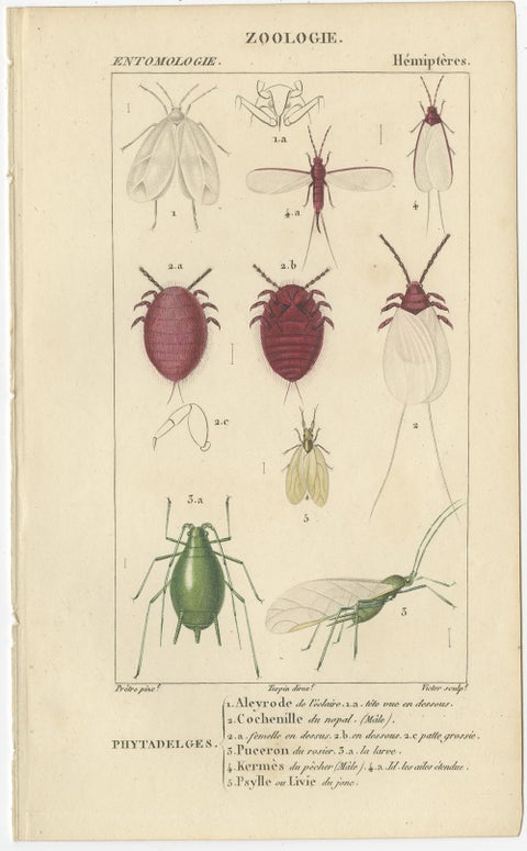 Set of 9 Antique Prints of Various Insects by Turpin, 1816, view 9