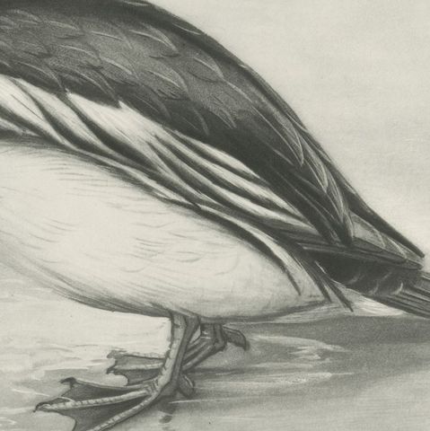 Goldeneye, Antique Bird Print after Lilian Medland, circa 1909, close-up 3