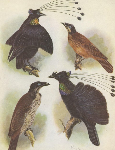 Antique Print of the Lawes Six-Plumed Bird of Paradise and Others, 1950, view 4