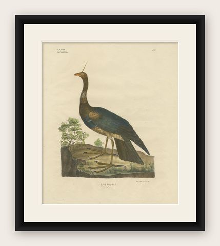 Antique Bird Print of the Horned Screamer by Goldfuss, circa 1824, shown framed