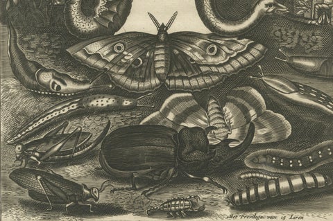 Natural History Title Page, Insects & Serpents, Jan Jonston, Amsterdam 1660, close-up 4