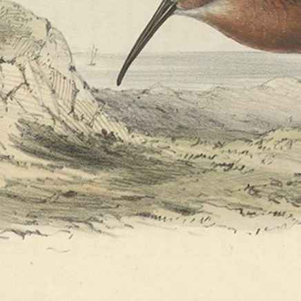 Antique Hand-Colored Bird Print of the Pygmy Curlew by Gould, 1832, close-up 2