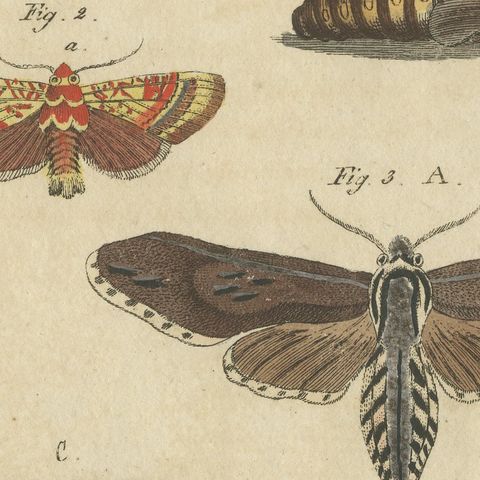 Moth Life Cycles with Caterpillars, Antique Bertuch Print, circa 1815, close-up 3