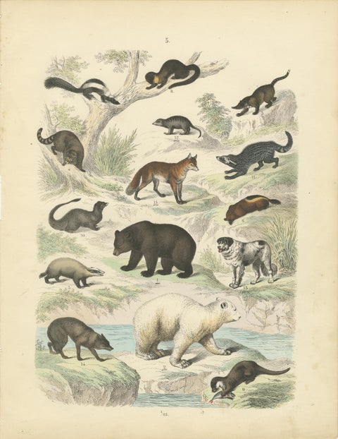 Mammals Print: Bears, Fox, Otter & Skunk, Antique Hand-Coloured 1867, view 2