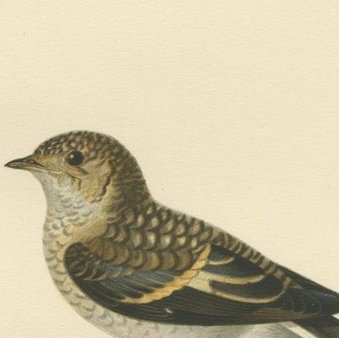 Decorative Antique Bird Print of The Pied Flycatcher, 1927, close-up 1