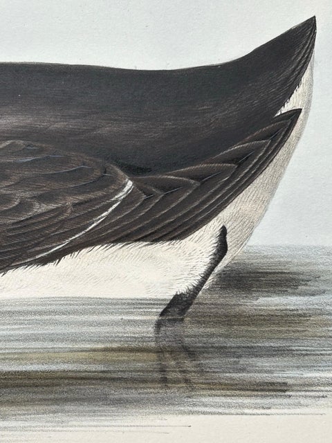 Brunnich’s Guillemot, Antique Bird Lithograph by John Gould, c.1832, view 5
