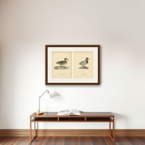 1929 Swedish Duck Lithographs Pair, Pintail & Pochard, shown framed on a wall