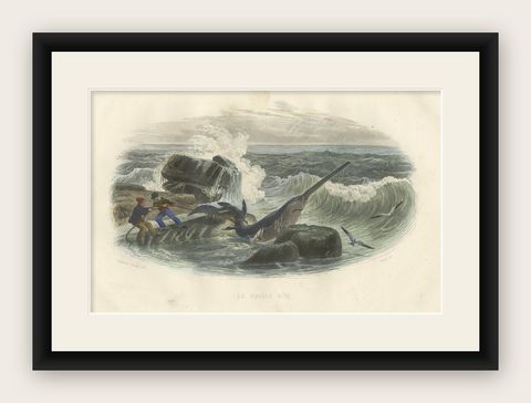 Le Squale Scie (Sawfish), Hand-Colored Engraving, 1840, shown framed