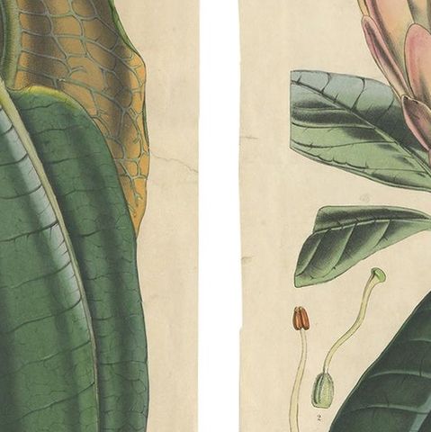 Set of 2 Antique Botany Prints, Rhododendron, by Louis van Houtte, 1849, close-up 2