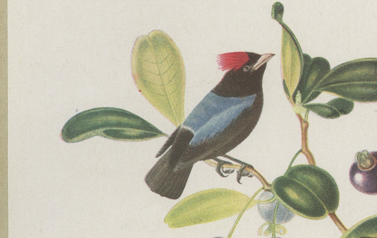 Manakins, Brazilian Bird Print, Descourtilz, 1944, view 3