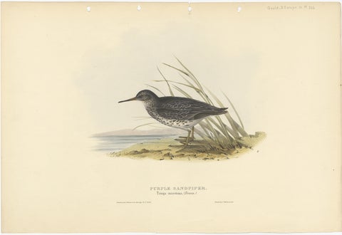 Antique Bird Print of the Purple Sandpiper by Gould, 1832, view 2