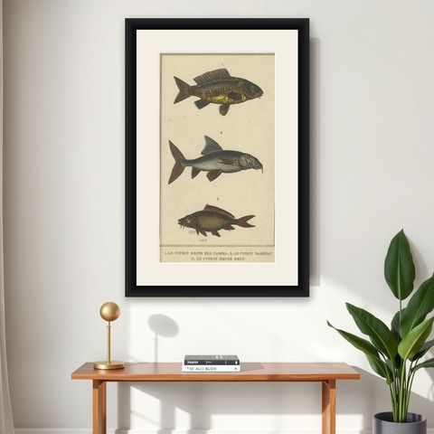 Antique Print of the Barbel Fish and other Fish Species, 1844, shown framed on a wall
