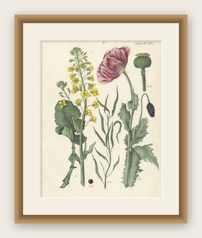 1854 Hand-Colored Botanical Lithograph of Rapeseed and Poppy, shown framed