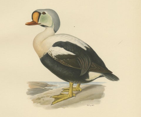 King Eider in Repose: The Somateria Spectabilis from the Nordic Aviary, 1929, close-up 1