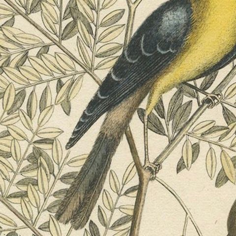 Bird Print of an American Goldfinch on a Branch Engraved and Hand-Colored, 1749, close-up 5
