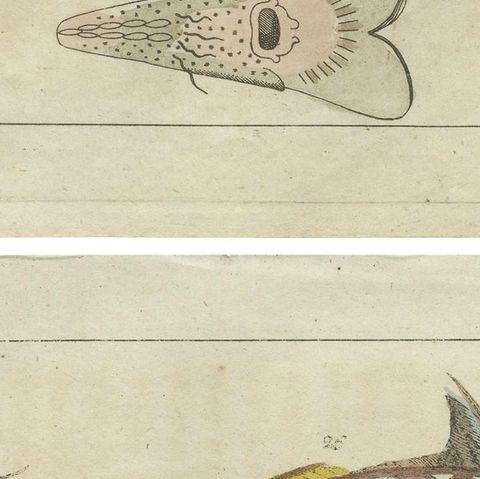 Set of 2 Antique Fish Prints - Ratfish - Sea Sturgeon, close-up 2