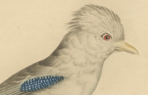 Le Geai varié (The Varied Jay): A 19th-Century Hand-Colored Bird Print, close-up 1
