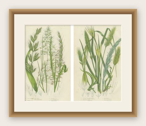 Antique Botanical Engravings of Grass and Rush Species, 1873, shown framed