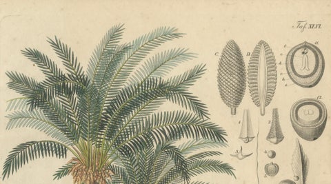 Antique Cycad Botanical Print, Copper Engraving, c.1831, Hand Colored, close-up 2