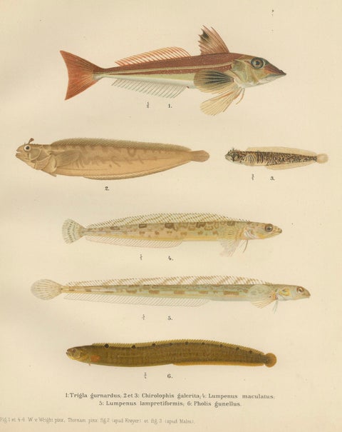 Gurnard, Butterfish, Blenny and Eelpout - 1895 Scandinavian Fish Lithograph, close-up 5