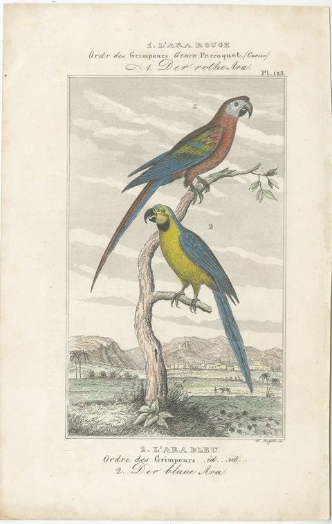 Small Hand-Colored Print L'Ara Rouge et Bleu Parrot from Buffon’s Histoire, 1770, view 2