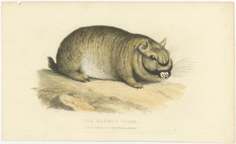 Original Antique Print of Marmot Diana, an unknown variety of a Groundhog, 1824, view 2