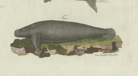 Original Antique Print of Seals, Sea Lion and Manatee by Bertuch, 1790, close-up 3