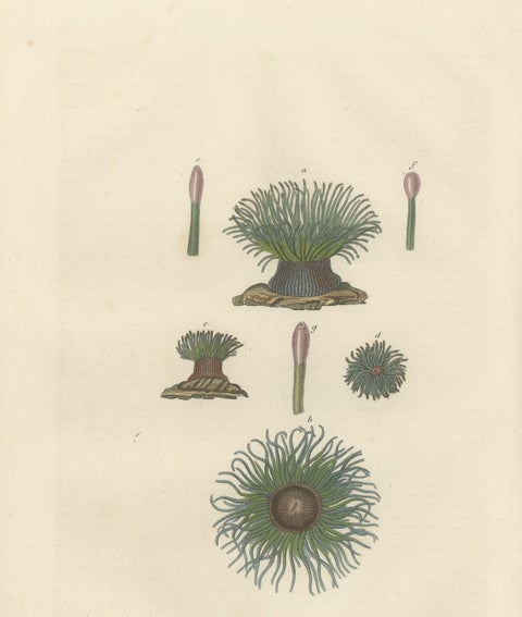 19th Century Snakelocks Anemone Antique Engraving Original Handcoloring, 1845, close-up 1