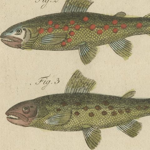 Five Trout with Salmon Trout and Alpine Char, Antique Bertuch Print, circa 1805, close-up 4