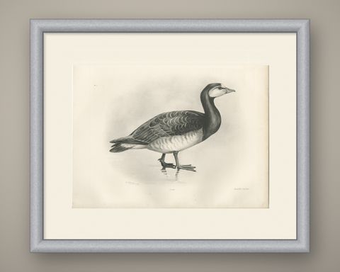 Barnacle Goose, Antique Bird Print after Lilian Medland, circa 1909, shown framed