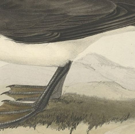 Dusky Shearwater, Antique Bird Lithograph by John Gould, c.1832, close-up 1