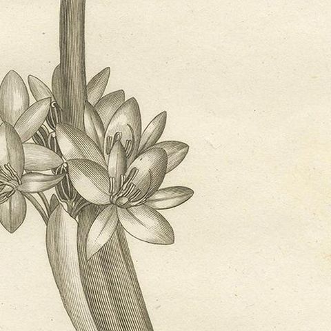 Antique Print of the Royal Pickerel Plant by Symes, 1800, close-up 2