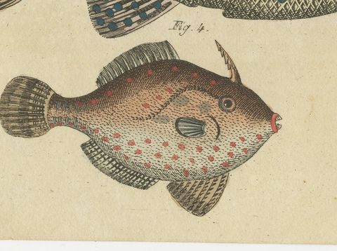 Triggerfish and Filefish from Tropical Reefs, Antique Bertuch Print, circa 1815, close-up 2
