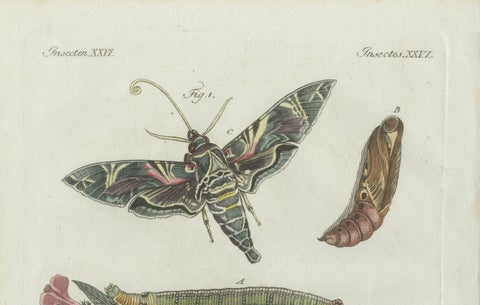 Original Antique Print of Exotic Moths and Caterpillars by Bertuch, c. 1800, close-up 2